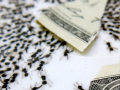 Ants money